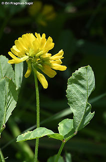Trigonella caelesyriaca  Geotagged,Trigonella caelesyriaca,Winter