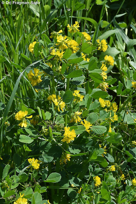 Trigonella caelesyriaca  Geotagged,Trigonella caelesyriaca,Winter