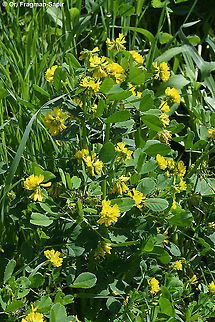 Trigonella caelesyriaca  Geotagged,Trigonella caelesyriaca,Winter