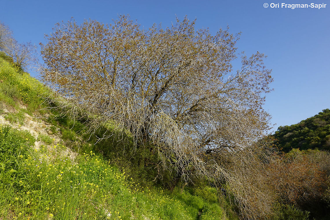 Pistacia atlantica  Geotagged,Persian turpentine tree,Pistacia atlantica,Winter