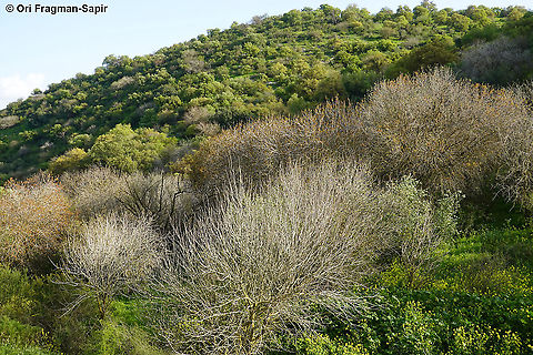 Pistacia atlantica  Geotagged,Persian turpentine tree,Pistacia atlantica,Winter