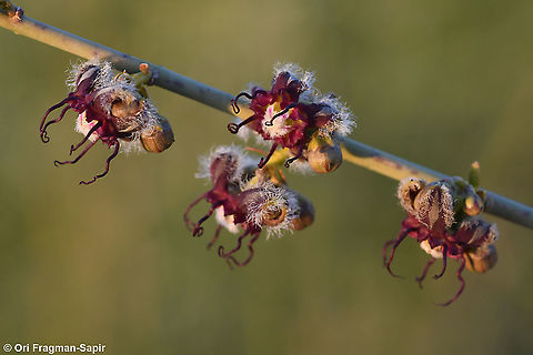 Periploca aphylla  Geotagged,Periploca aphylla,Winter