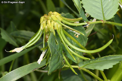 Trigonella caelesyriaca  Geotagged,Trigonella caelesyriaca,Winter