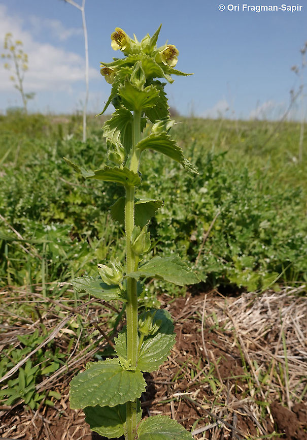 Mosheovia galilaea                                 Geotagged,Mosheovia galilaea,Winter