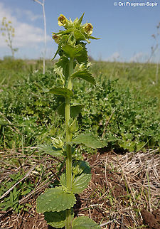 Mosheovia galilaea                                 Geotagged,Mosheovia galilaea,Winter