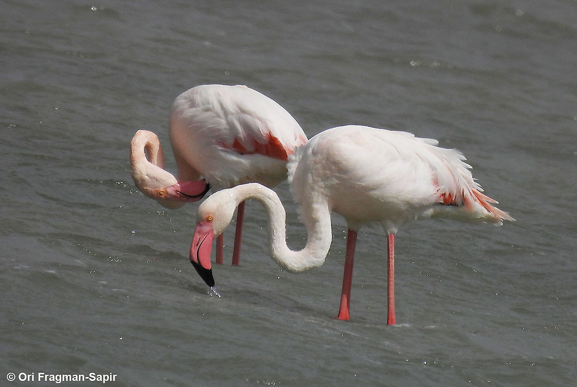 Phoenicopterus roseus            Geotagged,Greater flamingo,Israel,Phoenicopterus roseus,Winter