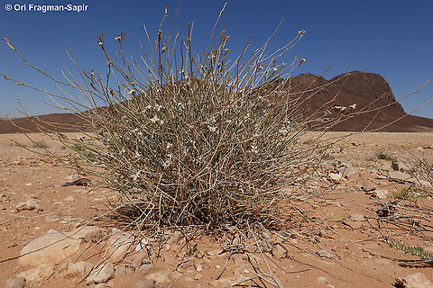 Farsetia aegyptia  Farsetia aegyptia,Geotagged,Israel,Winter