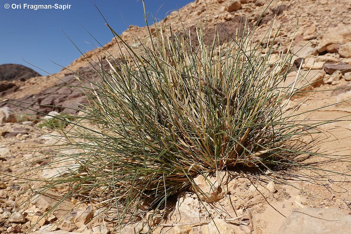 Cymbopogon commutatus One of the wild lemon grasses Cymbopogon commutatus,Geotagged,Incense grass,Israel,Winter