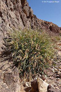 Cenchrus ciliaris  Cenchrus ciliaris,Geotagged,Israel,Winter