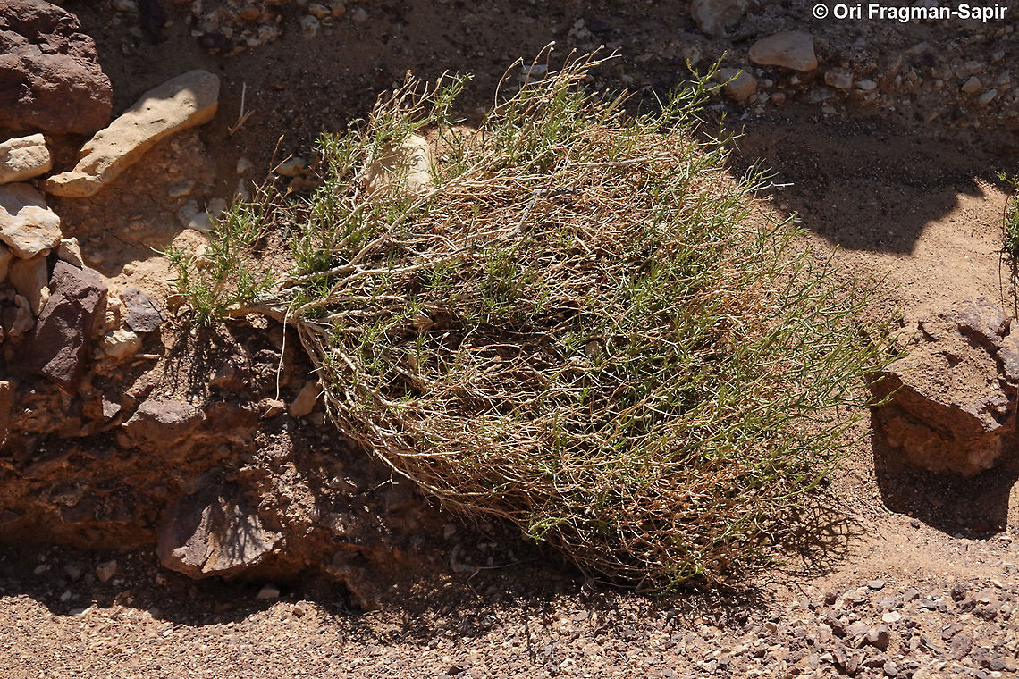 Iphiona mucronata  Geotagged,Iphiona mucronata,Israel,Winter