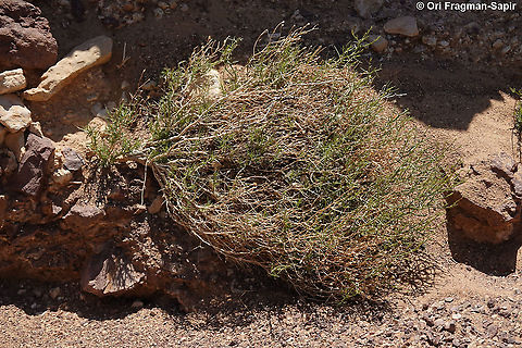 Iphiona mucronata  Geotagged,Iphiona mucronata,Israel,Winter