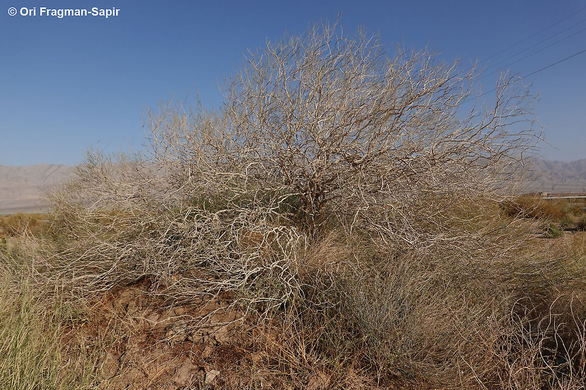Calligonum comosum  Calligonum comosum,Geotagged,Israel,Winter
