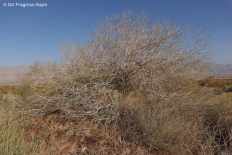 Calligonum comosum  Calligonum comosum,Geotagged,Israel,Winter