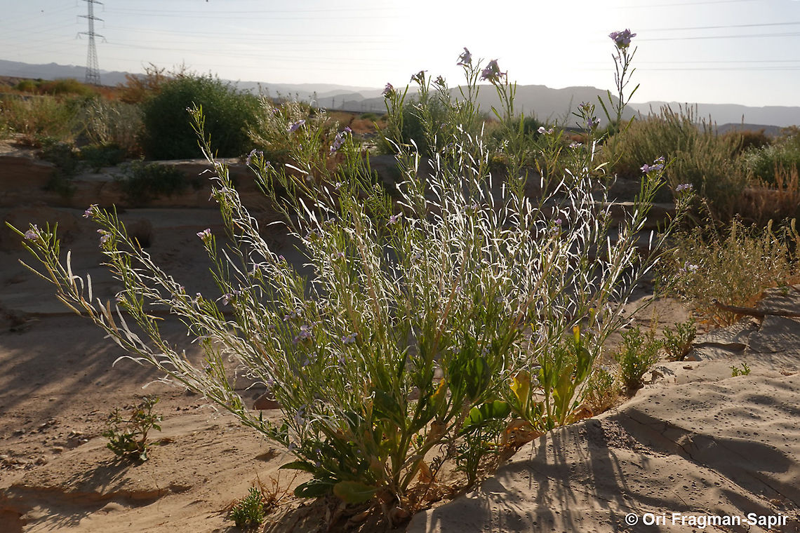 Diplotaxis acris  Diplotaxis acris,Geotagged,Israel,Winter