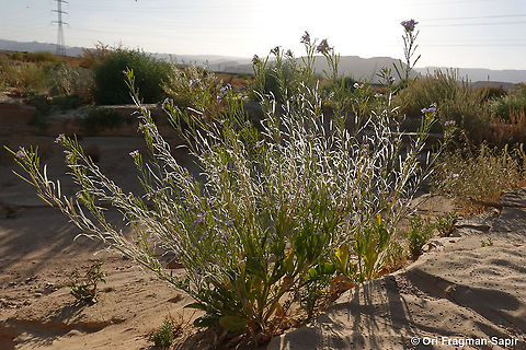 Diplotaxis acris  Diplotaxis acris,Geotagged,Israel,Winter