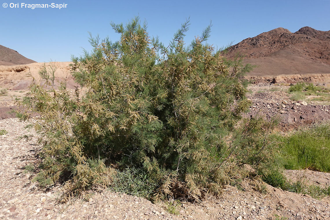Tamarix tetrandra  Geotagged,Israel,Tamarix tetrandra,Winter