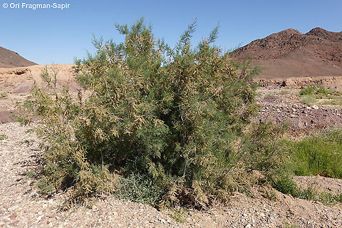 Tamarix tetrandra  Geotagged,Israel,Tamarix tetrandra,Winter