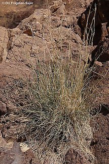 Cymbopogon commutatus  Cymbopogon commutatus,Geotagged,Incense grass,Israel,Winter