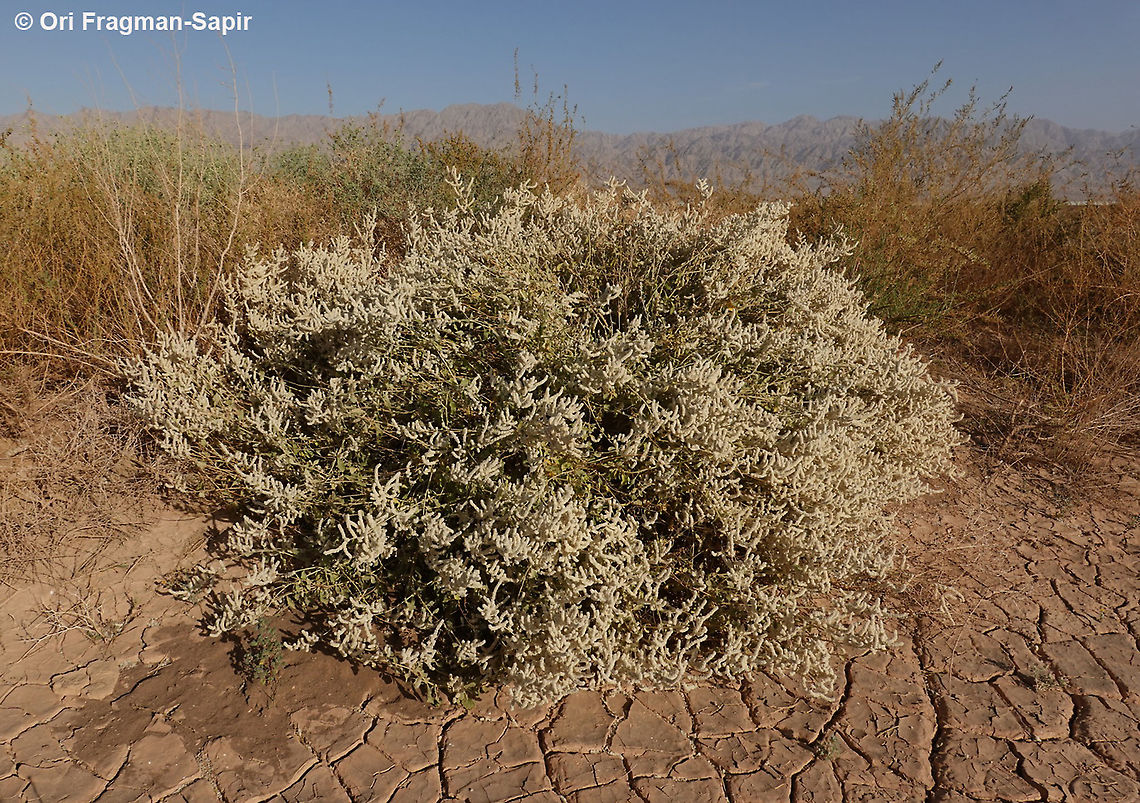 Aerva javanica  Aerva javanica,Geotagged,Israel,Winter