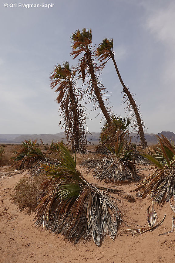 Hyphaene thebaica  Doum palm,Geotagged,Hyphaene thebaica,Israel,Winter