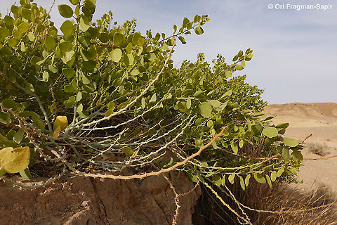 Capparis cartilaginea  Capparis cartilaginea,Geotagged,Israel,Winter