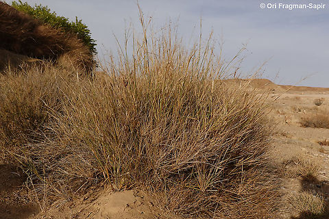 Panicum turgidum  Panicum turgidum