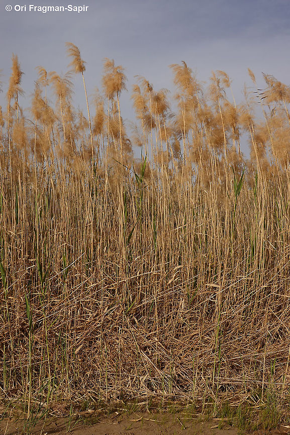 Phragmites australis  Common reed,Geotagged,Israel,Phragmites australis,Winter