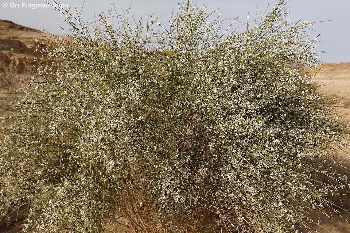 Retama raetam  Geotagged,Israel,Retama raetam,Winter