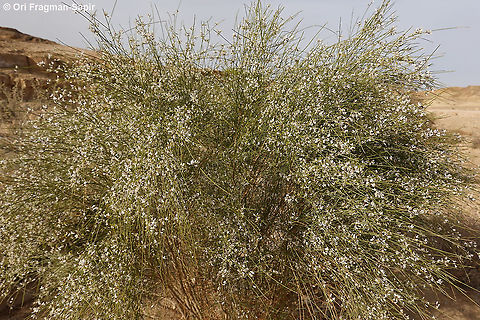 Retama raetam  Geotagged,Israel,Retama raetam,Winter