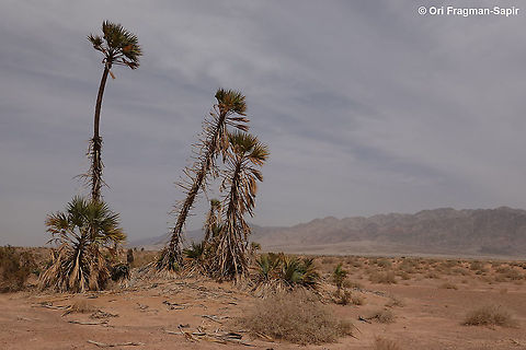 Hyphaene thebaica  Doum palm,Geotagged,Hyphaene thebaica,Israel,Winter