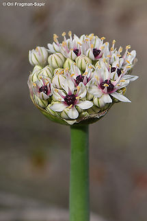 Allium basalticum  Allium basalticum