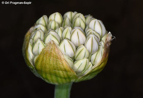 Allium basalticum  Allium basalticum