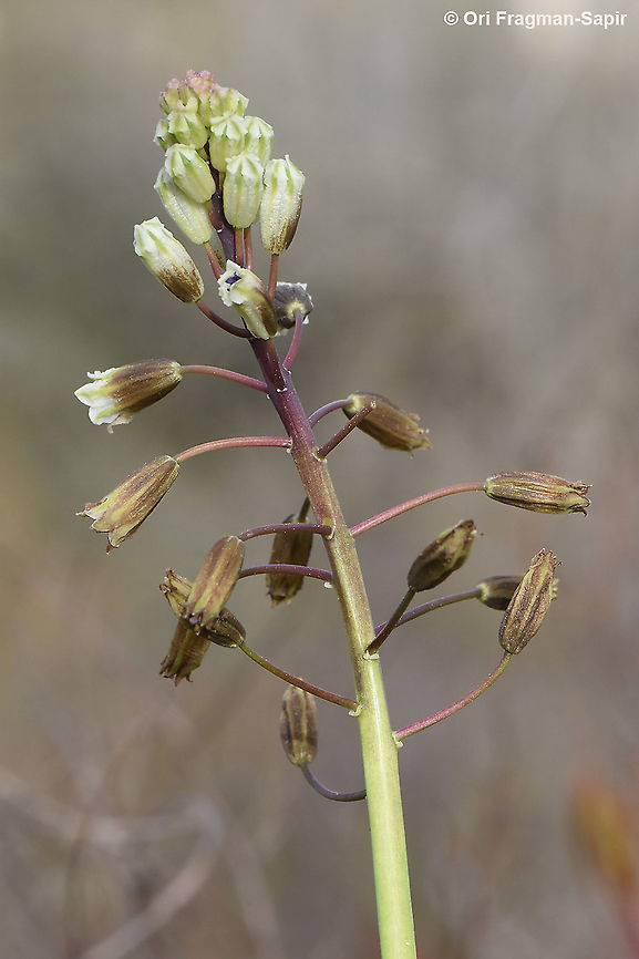Bellevalia warburgii  Bellevalia warburgii