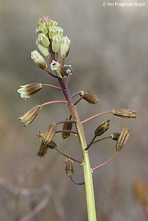 Bellevalia warburgii  Bellevalia warburgii