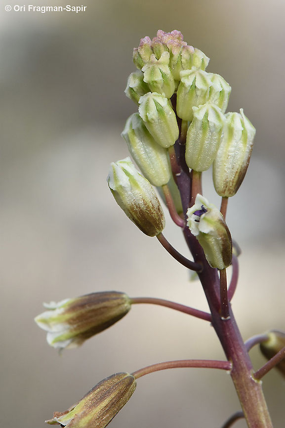 Bellevalia warburgii  Bellevalia warburgii