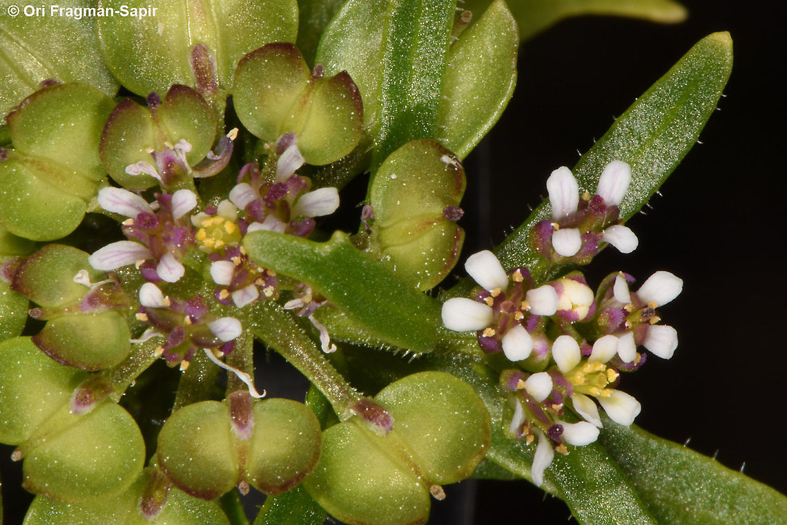 Iberis odorata  Iberis odorata