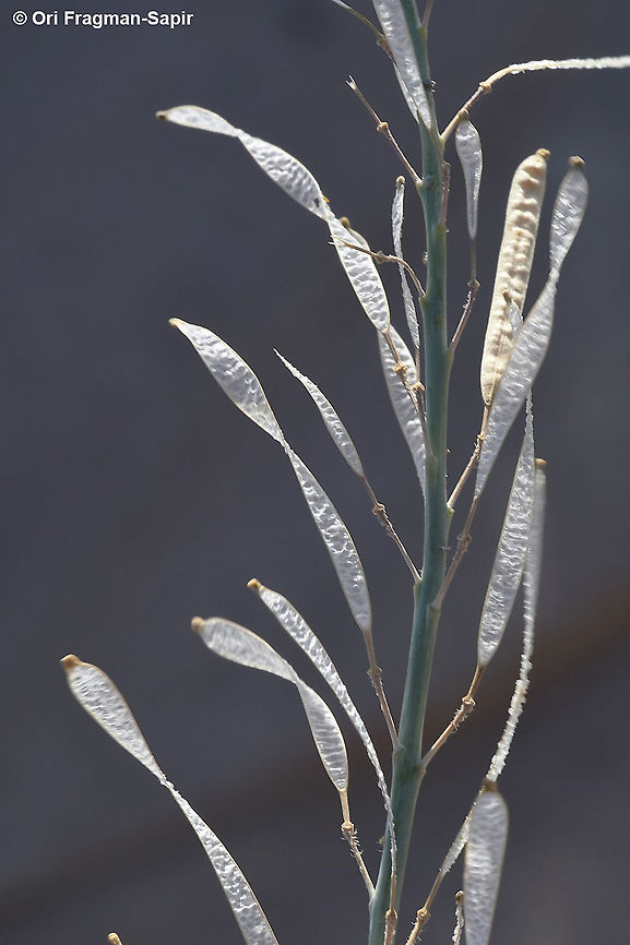 Diplotaxis acris  Diplotaxis acris,Geotagged,Israel,Winter