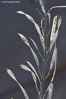 Diplotaxis acris  Diplotaxis acris,Geotagged,Israel,Winter