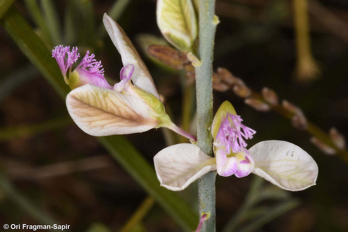 Polygala negevensis  Geotagged,Israel,Polygala negevensis,Winter