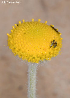 Brocchia cinerea  Brocchia cinerea,Geotagged,Israel,Winter