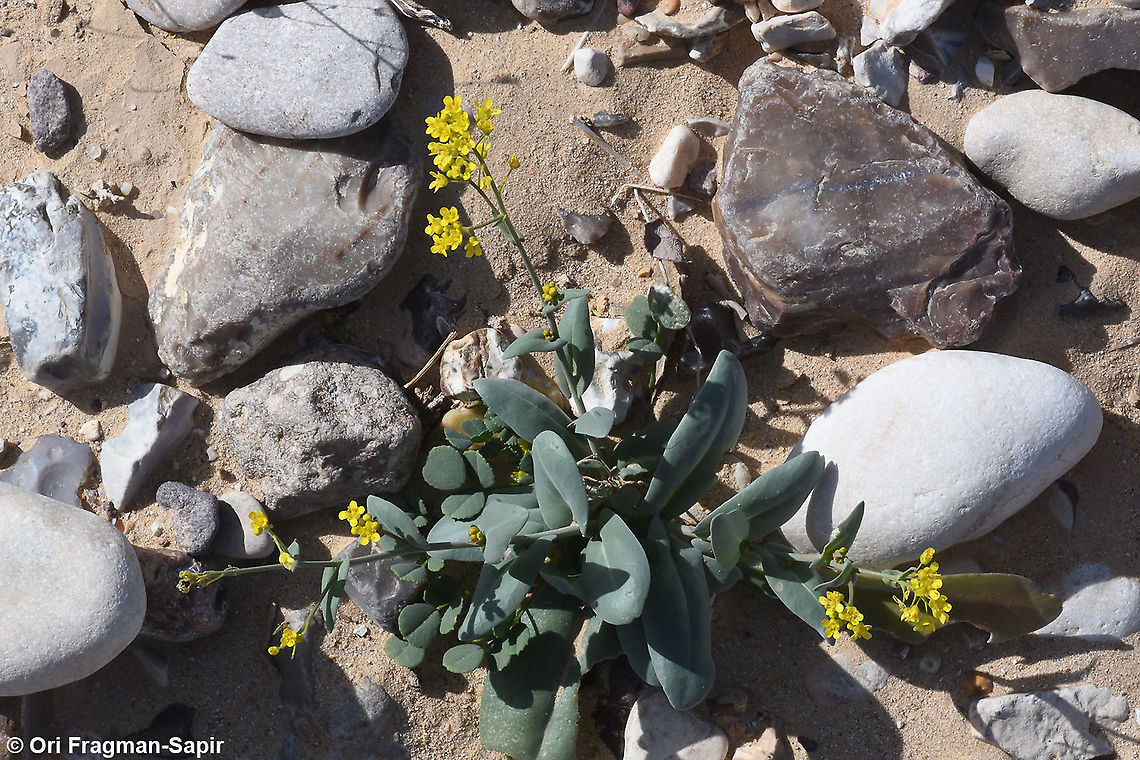 Isatis microcarpa  Geotagged,Isatis microcarpa,Israel,Winter