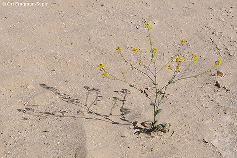 Isatis microcarpa  Geotagged,Isatis microcarpa,Israel,Winter