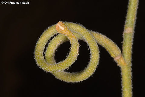 Matthiola arabica  Geotagged,Israel,Matthiola arabica,Winter
