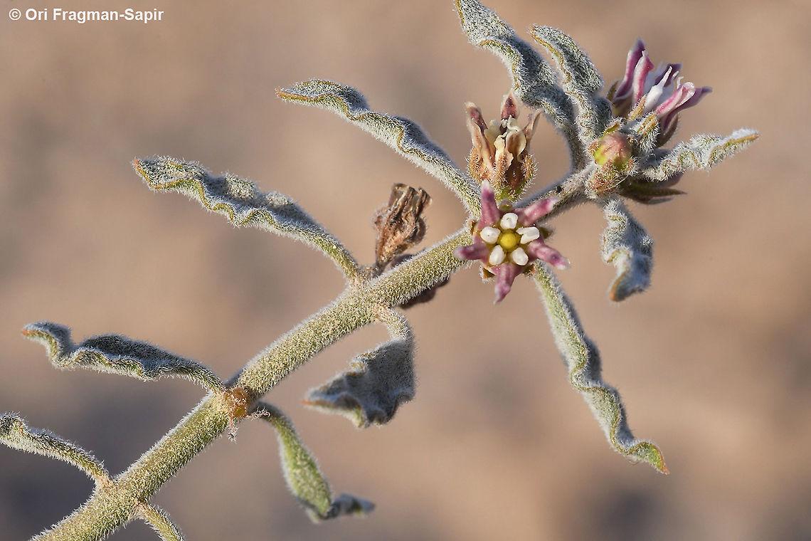 Glossonema boveanum  Geotagged,Glossonema boveanum,Israel,Winter