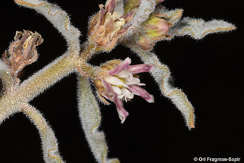 Glossonema boveanum  Geotagged,Glossonema boveanum,Israel,Winter