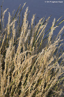 Centropodia forskalii  Centropodia forskaolii,Geotagged,Israel,Winter