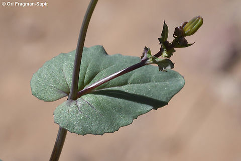 Senecio flavus