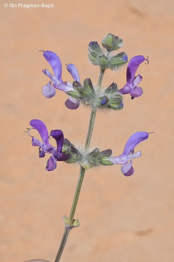 Salvia lanigera  Geotagged,Israel,Salvia lanigera,Winter