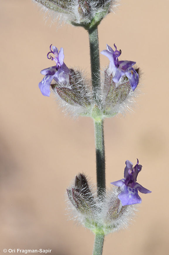 Salvia deserti  Geotagged,Israel,Salvia deserta,Salvia deserti,Winter