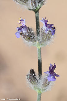 Desert Sage